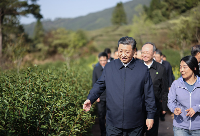 3月22日至25日，中共中央總書記、國家主席、中央軍委主席習(xí)近平在福建考察。這是22日下午，習(xí)近平在南平武夷山市星村鎮(zhèn)燕子窠生態(tài)茶園，察看春茶長勢，了解當(dāng)?shù)夭璁a(chǎn)業(yè)發(fā)展情況。新華社記者 王曄 攝