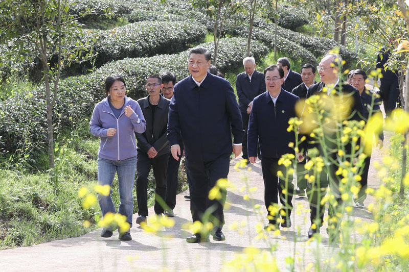 3月22日至25日，中共中央總書記、國家主席、中央軍委主席習(xí)近平在福建考察。這是22日下午，習(xí)近平在南平武夷山市星村鎮(zhèn)燕子窠生態(tài)茶園，察看春茶長勢，了解當(dāng)?shù)夭璁a(chǎn)業(yè)發(fā)展情況。新華社記者 鞠鵬 攝